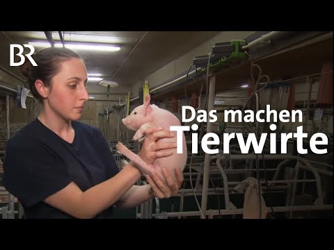 Video: Wie Behandelt Man Ferkel?