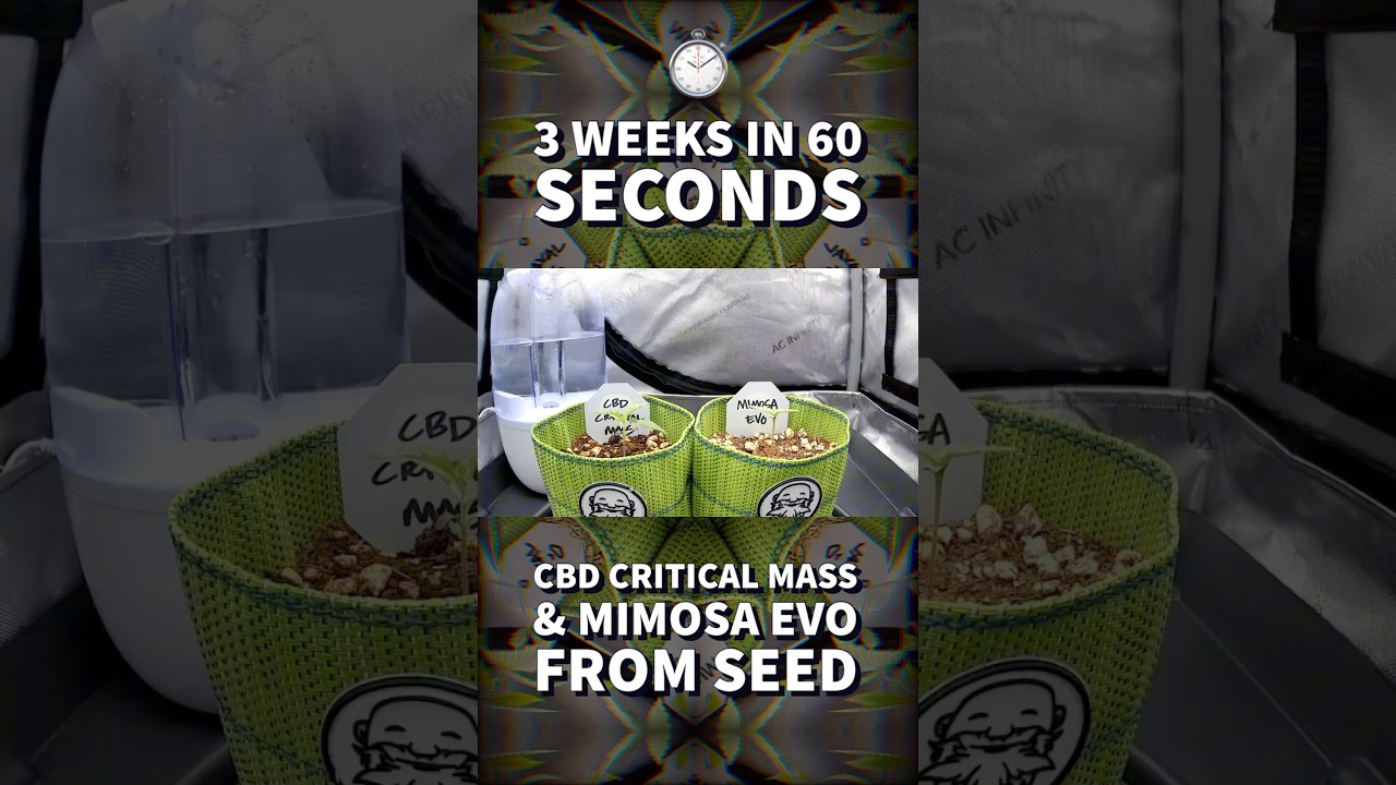 ⏱️ 3 Weeks in 60 Seconds 