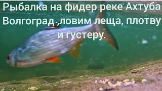 видео: Рыбалка на фидер на реке Ахтуба,ловим леща, плотву и густеру. картинка: Рыбалка на фидер на реке Ахтуба,ловим леща, плотву и густеру.
