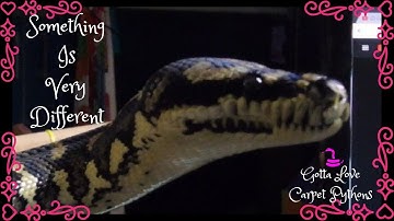 Jungle Carpet Python Lily Knows There Is Something Different In The Room