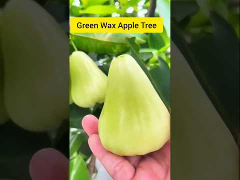 Green Wax Apple