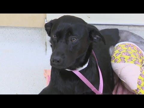 Video: Hunden förskjuten av orkanen Harvey får flög till sin nya eviga familj, tack till dig