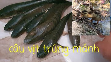 Câu cá lóc bằng vịt . trúng mánh . tập 3 | snakehead fishing by duck.