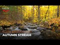 4K Relaxing Autumn Stream - Water Sound for Sleep Study and Relaxation