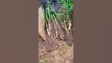 petani panen jahe memuaskan #shorts #farming #agriculture #garden