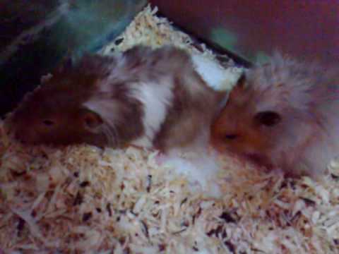 teddy bear hamster breeding