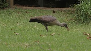 Wildebure Hadeda ibis