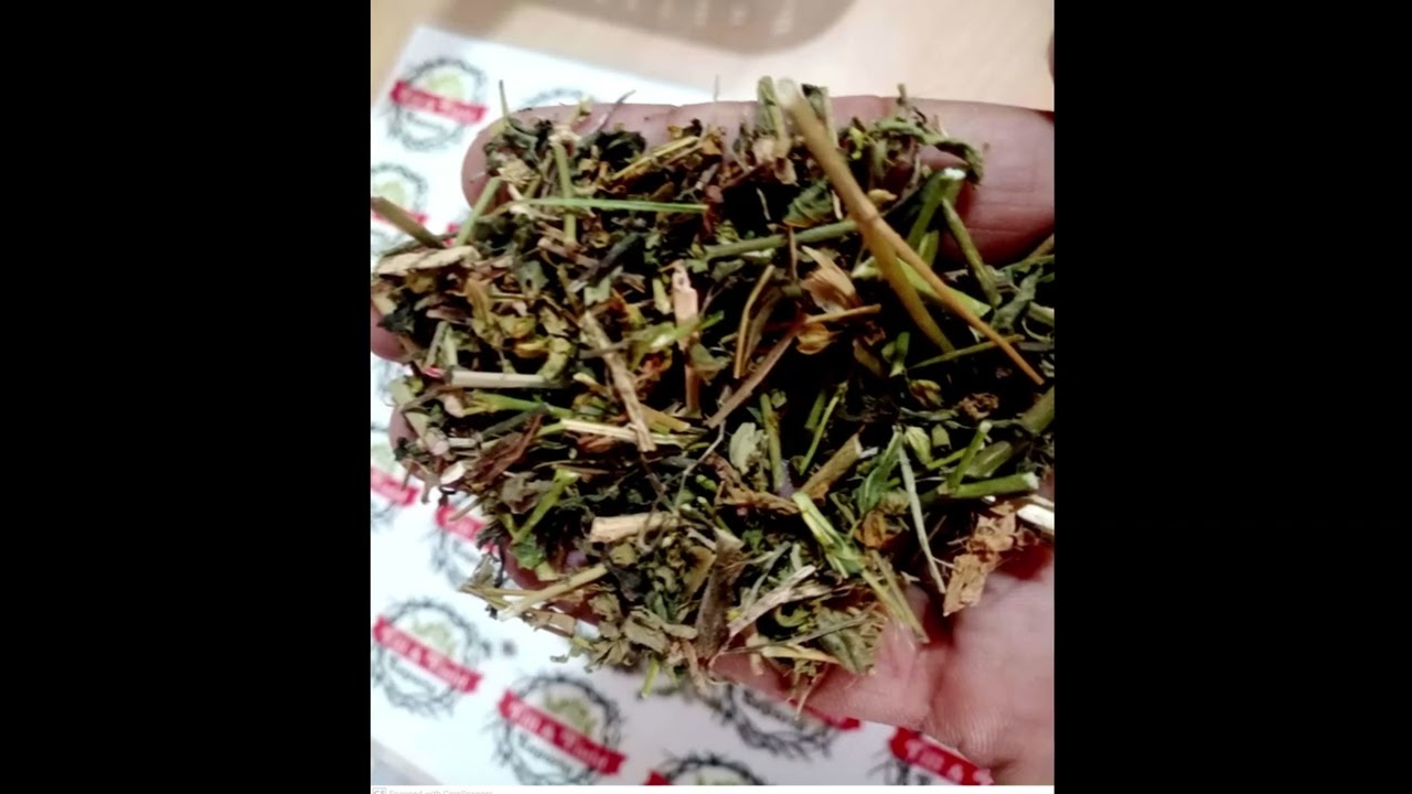 Bala panchang, Sida Cordifolia, 'ilima, flannel weed, bala, country mallow or heart-leaf sida.