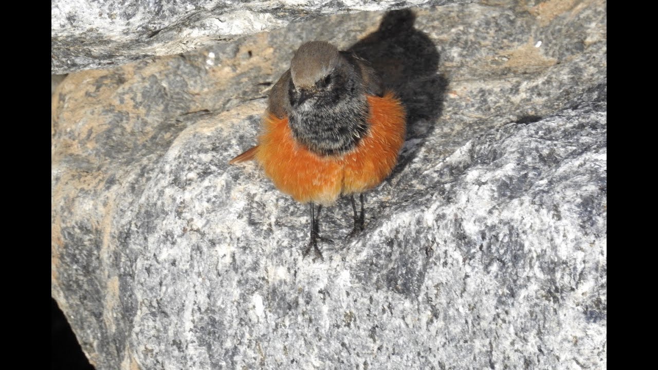 Eastern Black Redstart (Skinningrove 28-10-2016)