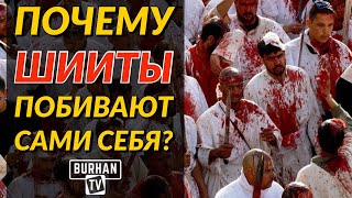 Почему шииты побивают сами себя ? Почему шииты побивают сами себя ?