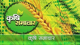 2 PM Krishi News || कृषि समाचार २०७८ जेष्ठ २४गते