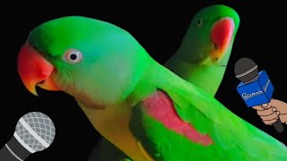 Witness the Unbelievable Talents of Mitthu, the Talking Parrot with Its Clear and Cute Speech