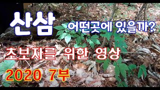 산삼 어떤곳에 있을까? 초보자 산삼 찾는 방법 산행하는 방법 3구심 2채 7부 Wild ginseng Where would it be? Part 7
