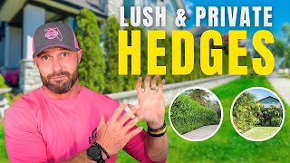 Privacy Hedges That Actually Last in Southwest Florida How Fast Do Clusia Grow In Florida