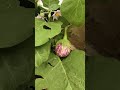 Vegetables - Brinjal
