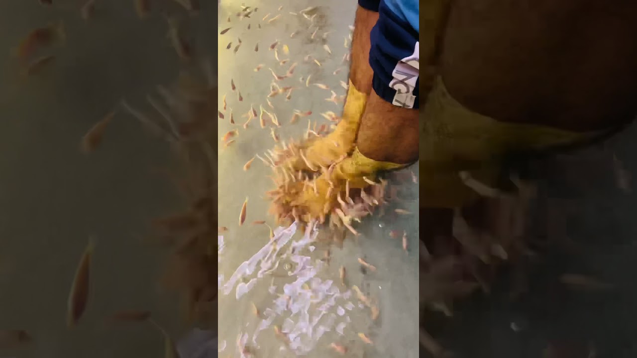 Fish spa in siem reap Cambodia 🇰🇭