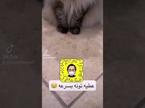 قط عصبي بس معصب