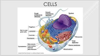 BIO 105 Lecture 1-Intro, Cells, Tissues and Skin