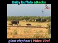 Giant elephant tries to escape from baby buffalo attack, video goes viral