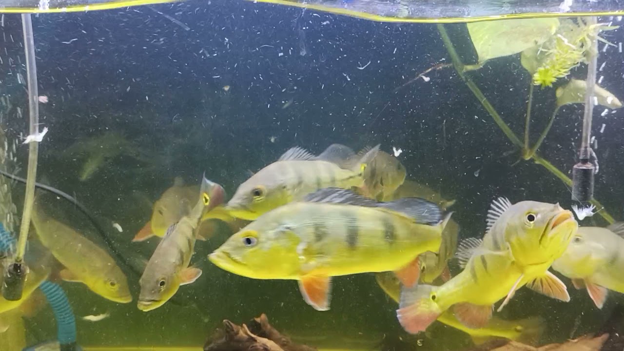Feeding frenzy, peacock bass eating frozen shrimp peacockbass originalsound fish 