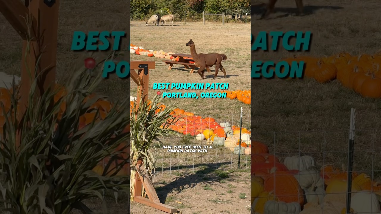 Pumpkin Patch in PDX 🎃 