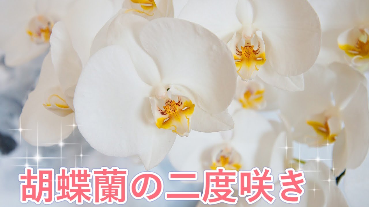 胡蝶蘭 花が終わった胡蝶蘭をもう一度咲かせる方法を教えちゃいます 神港農園芸 Youtube