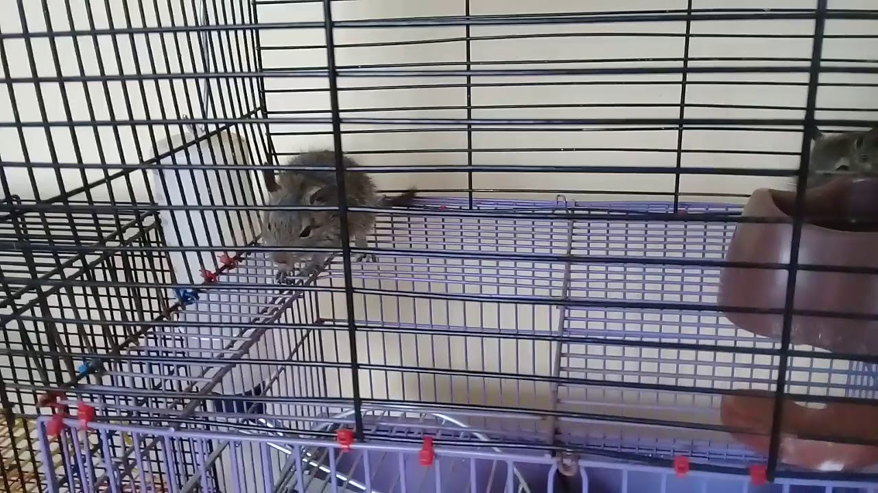 Маленькие дегусята в новой клетке... - YouTube