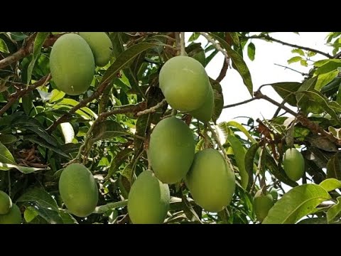🍑 Aam ke ped mein bahut Aam Lage Hain🍑#mango #mangotree #mangoes # ...