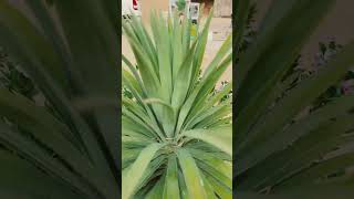 गोतम बुद्ध के प्रवचनों की सच्चाई #viral #motivation #premanandjipravachan #bhavyaabhik #viralupdate