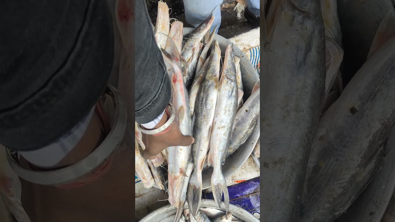 অনুসরণ 🎣🐠 