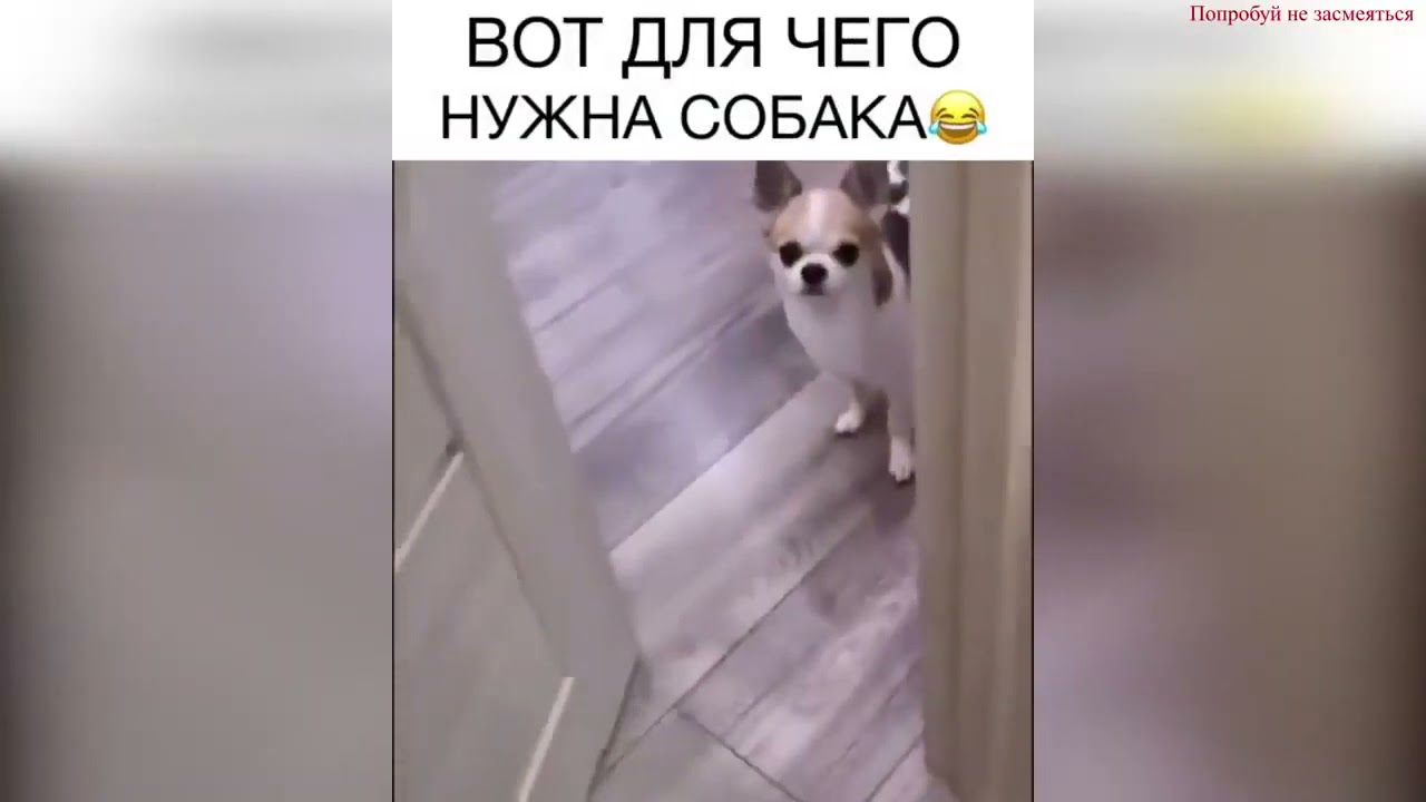 Тойота видео прикол