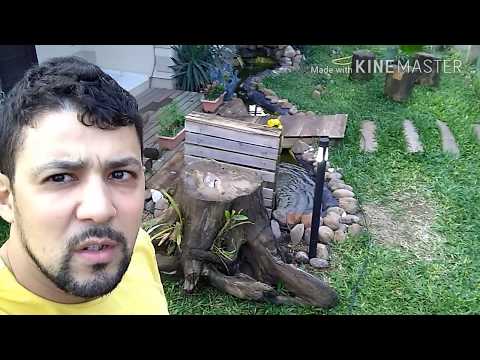 Vídeo: Chokeberry Preto: Vai Curar E Decorar O Jardim