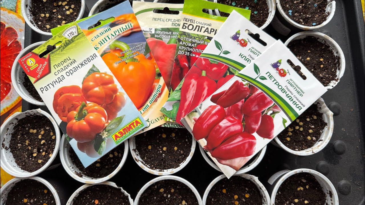 24 февраля 26 год , посеяла семена сладкого перца 🌶️🌶️🫑🫑