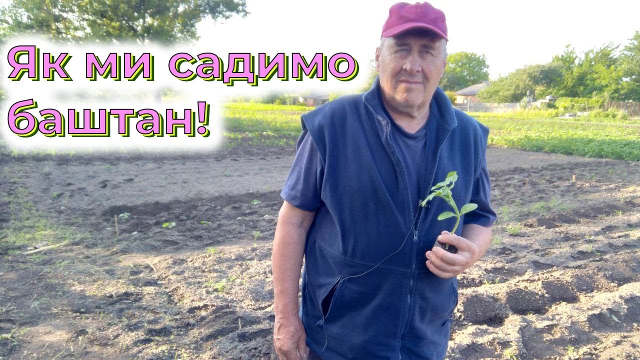 🍉Як ми садимо баштан!