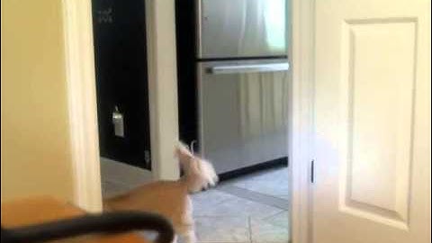 iSpyConnect Motion Detection Video 2. Katie roaming.