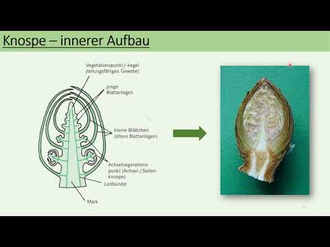 Video: Warum haben meristematische Gewebe einen prominenten Zellkern?