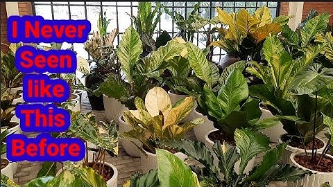 Rarest?Most Expensive?Anthurium Variety in the World?
