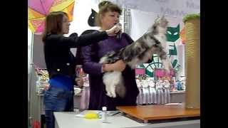 Кошечка мейн-кун Лакшми - призер шоу юниоров на выставке кошек 22.03.2014 в Красноярске (24coon.ru) Кошечка мейн-кун Лакшми - призер шоу юниоров на выставке кошек 22.03.2014 в Красноярске (24coon.ru)