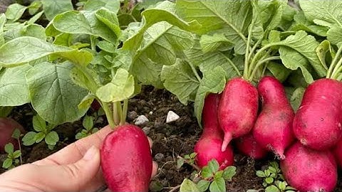 Mẹo trồng củ cải đỏ cho trái to mập ú đơn giản nhanh được ăn/Trồng rau sạch trên sân thượng