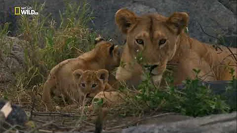 Nat Geo Wild: Рожденные в Африке. Школа выживания