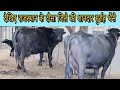 Top Quality Murrah Buffaloes in Dossa(Rajasthan). All buffaloes with 18-24 lt Milk Capacity