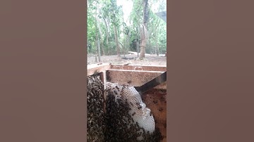 Xử Lý Đàn Ong Mới Bắt Về Không Chịu Xây Theo Cầu - Trung Nuôi Ong.