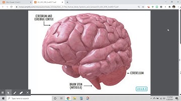 3.8 Speaking and Listening - The Brain