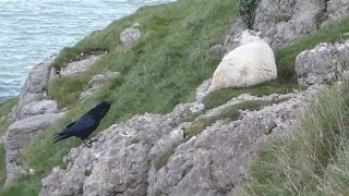 Morrigan talking to a sheep - 16th October 2023