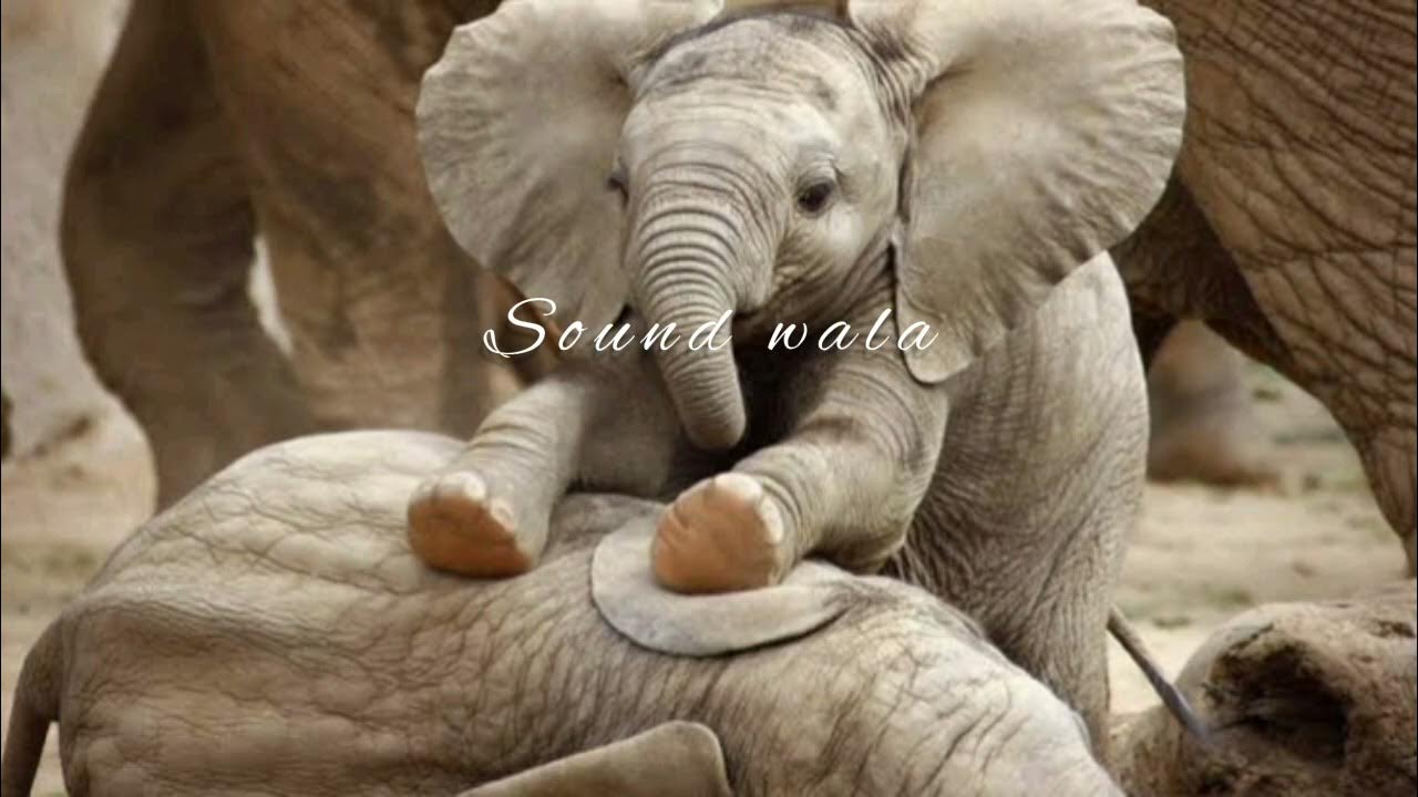 ELEPHANT SOUNDS FOR KIDS Learn Trumpeting,Rumbling, and Roaring Sound