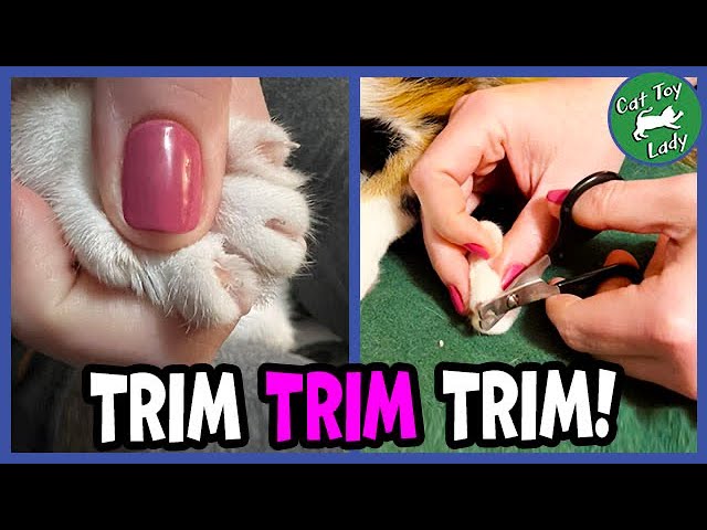 Do you trim your cats claws or let them so it naturally on the post? :  r/cats