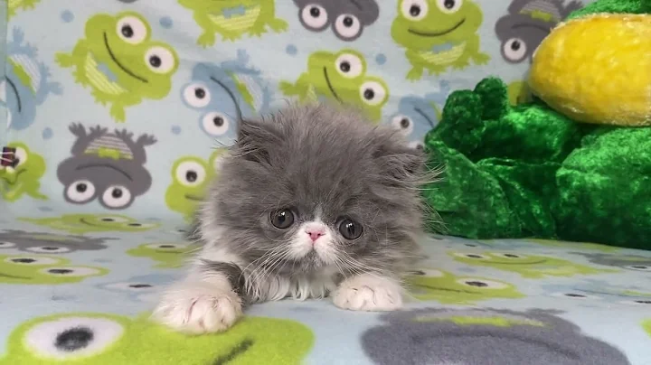 Video 5740941: persian kittens cattery, white male persian kitten, blue white persian kitten