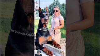 Dogs Are Mans Best Bodyguards