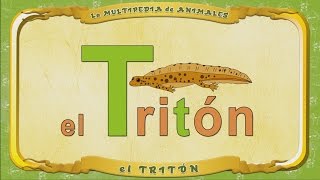 La Multipedia De Animales. Letra T - El Tritón