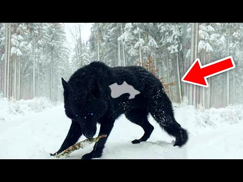 აი რატომ არ ეხებიან მონადირეები მგელს რომელსაც თეთრი ლაქა აქვს!